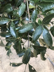 Cassipourea malosana