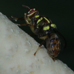 Bactrocera