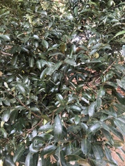 Cassipourea malosana