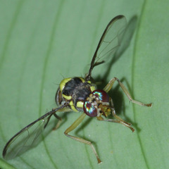 Bactrocera