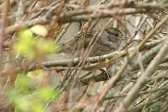 Zonotrichia leucophrys × atricapilla