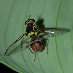 Bactrocera