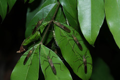 Leptocorisa