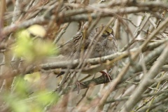 Zonotrichia leucophrys × atricapilla