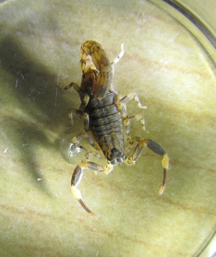 African Forest Scorpion