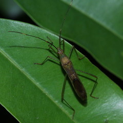 Leptocorisa