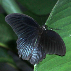 Papilio memnon
