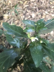 Justicia campylostemon