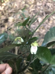 Justicia campylostemon