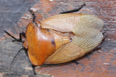 Tessaratoma