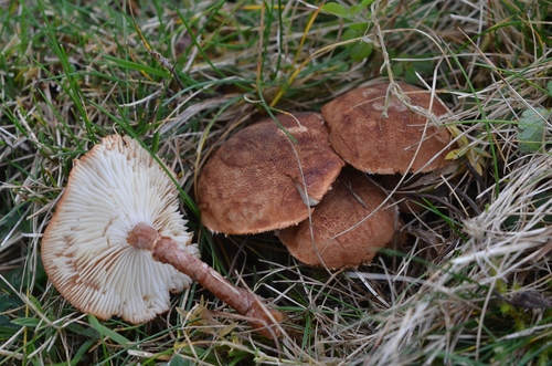 Cystodermella granulosa (Batsch) Harmaja