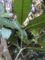 Tabernaemontana ventricosa