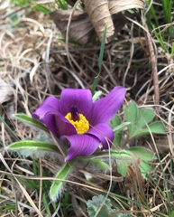 Pulsatilla chinensis
