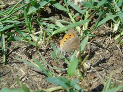 Lycaena phlaeas
