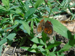Lycaena phlaeas