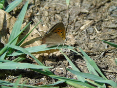 Lycaena phlaeas