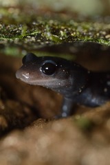 Plethodon metcalfi