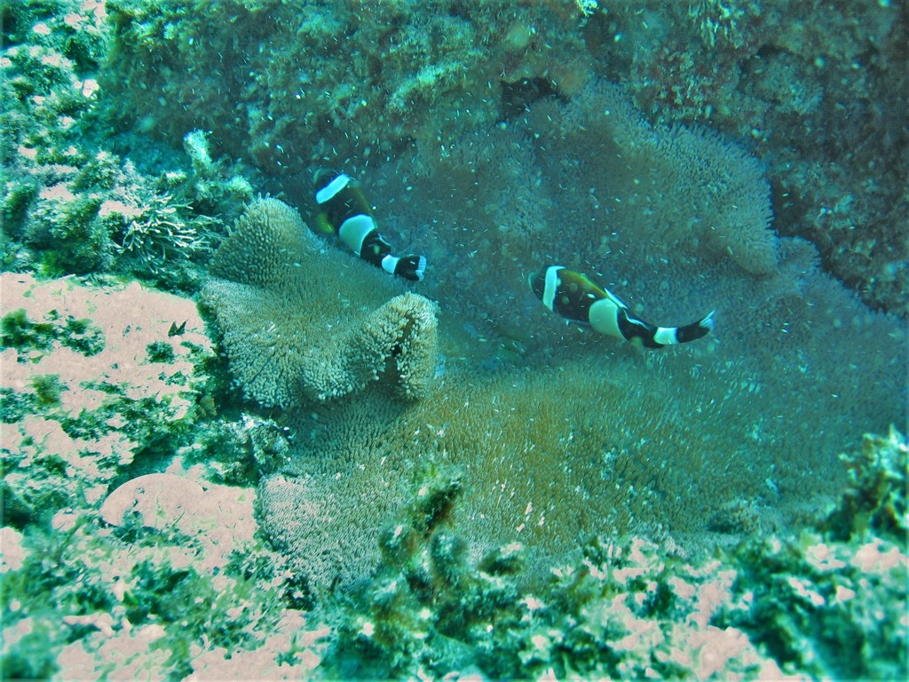 Wideband Anemonefish from Flat Rock, North Stradbroke Island QLD 4183
