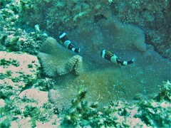Amphiprion latezonatus