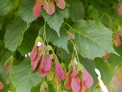 Acer davidii