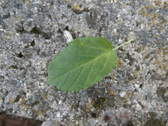 Acer davidii