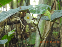 Begonia lukuana