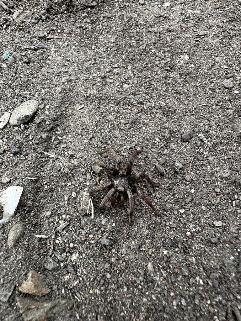 Icenogle Trapdoor Spider