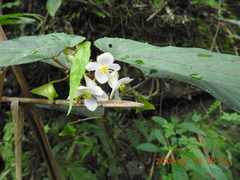 Begonia lukuana
