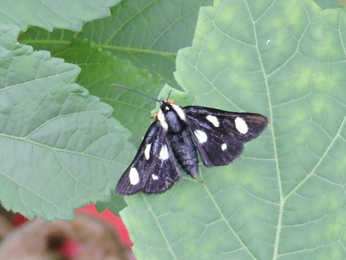 Eight-spotted Forester Moth