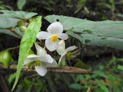 Begonia lukuana