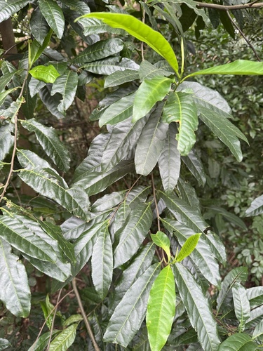 Image of Elaeocarpus grandis by (c) Caleb Catto, some rights reserved (CC BY)