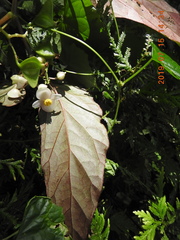 Begonia lukuana