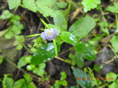Bonnaya ruelloides