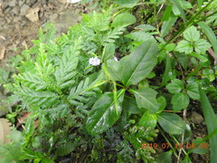 Bonnaya ruelloides