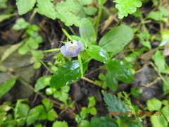 Bonnaya ruelloides