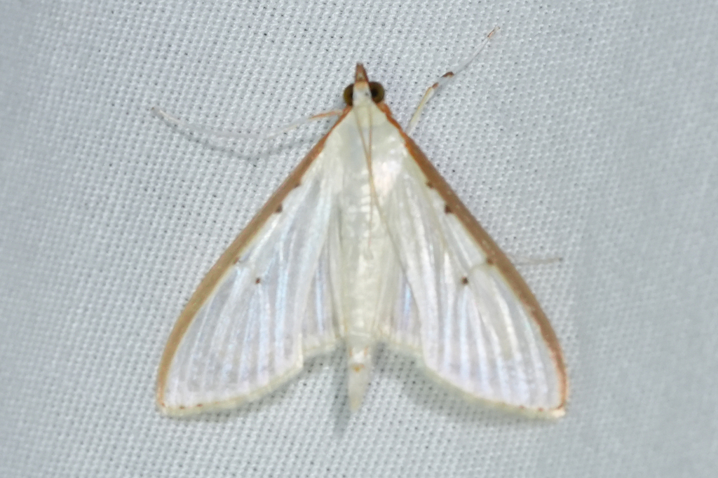 Four-spotted Palpita Moth from Puesta del Sol, San Mateo Río Hondo ...