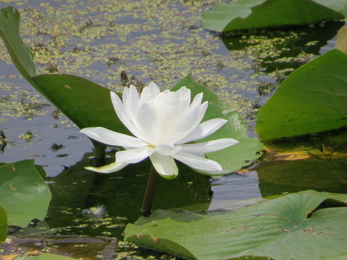 Nymphaea odorata ssp. tuberosa