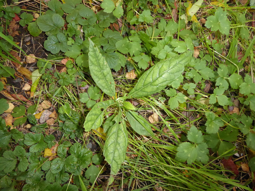 Persea americana - council-listed tree