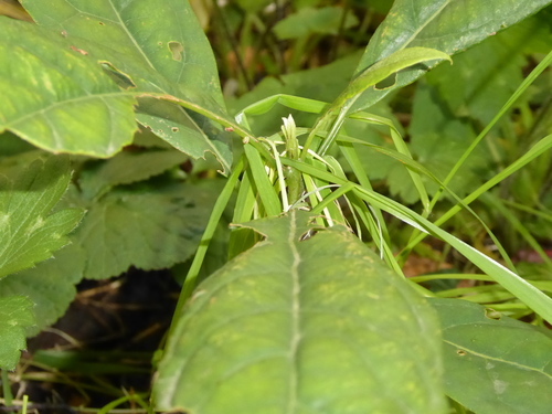 Persea americana - Leaves