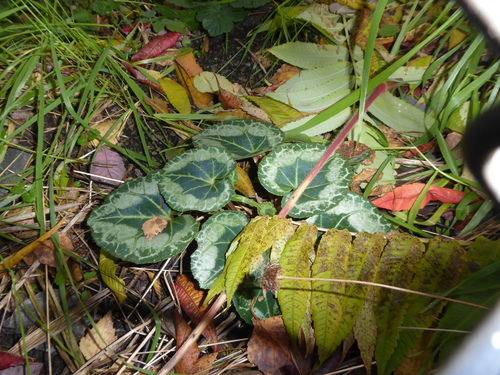 Cyclamen persicum