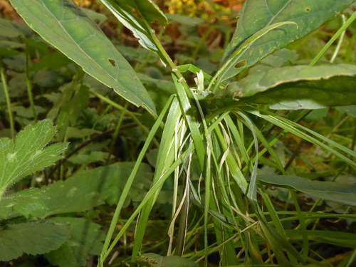 Persea americana - Whole tree