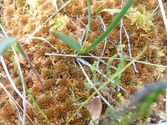 Sphagnum beothuk