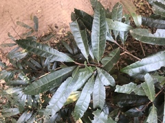 Acridocarpus natalitius natalitius