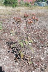 Pentanema squarrosum