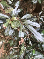 Acridocarpus natalitius natalitius