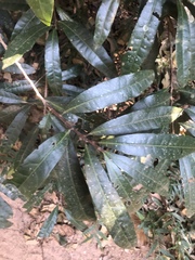 Acridocarpus natalitius natalitius