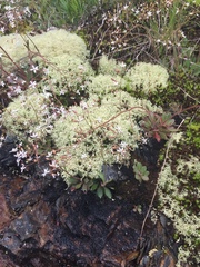 Micranthes petiolaris