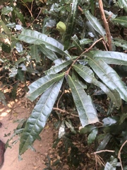 Acridocarpus natalitius natalitius