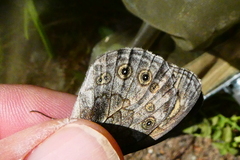 Lasiommata maera