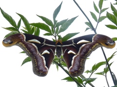 Archaeoattacus edwardsii